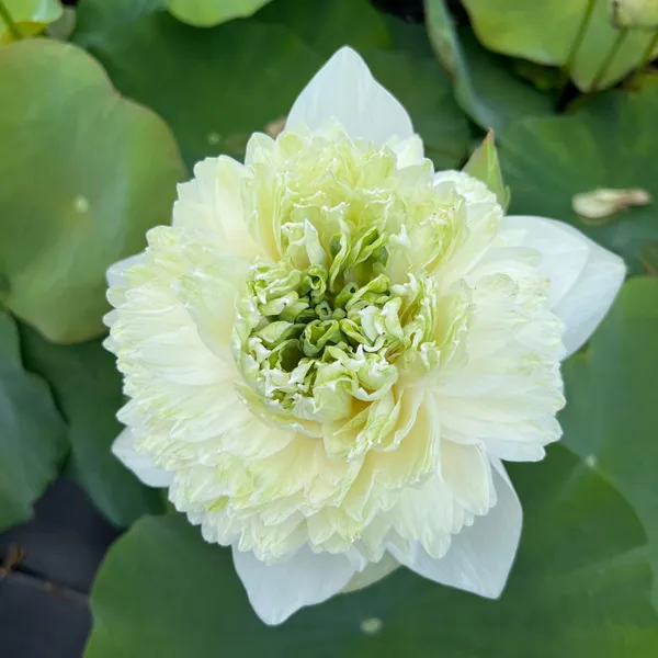 Elegant_White_Green_Maiden_Lotus_Tuber_Live_Plant_|_Premium_Aquatic_Flower_for_Water_Garden