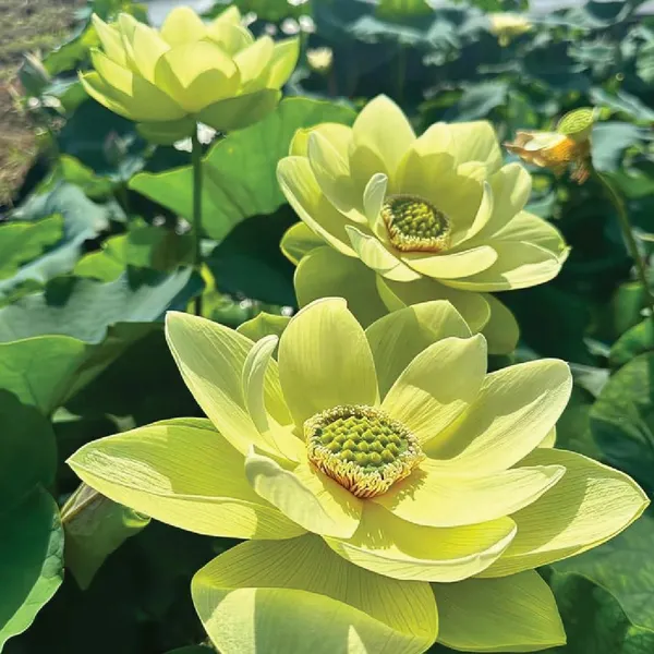 Elegant_Yellow_Green_Maiden_Lotus_Tuber_Live_Plant_|_Premium_Water_Lotus_for_Bowls,_Pots_&_Ponds