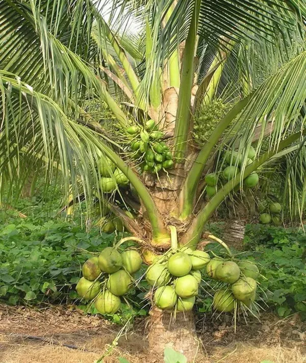 Gangabardhan_Coconut,Dwarf___Grafted_And_Hybrid_Plants