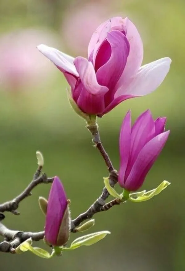 Gardenia_Sootepensisl_Purple_Swarna_Chapa_Flower_Plant