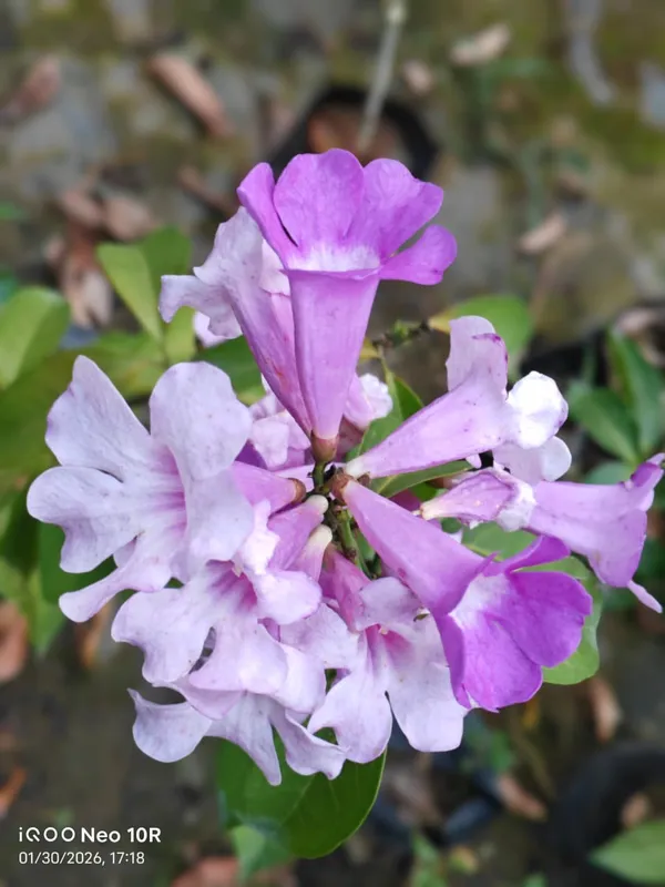 Garlic_Vine_Flower_For_Balcony_and_Roof__By_Green_Bagicha