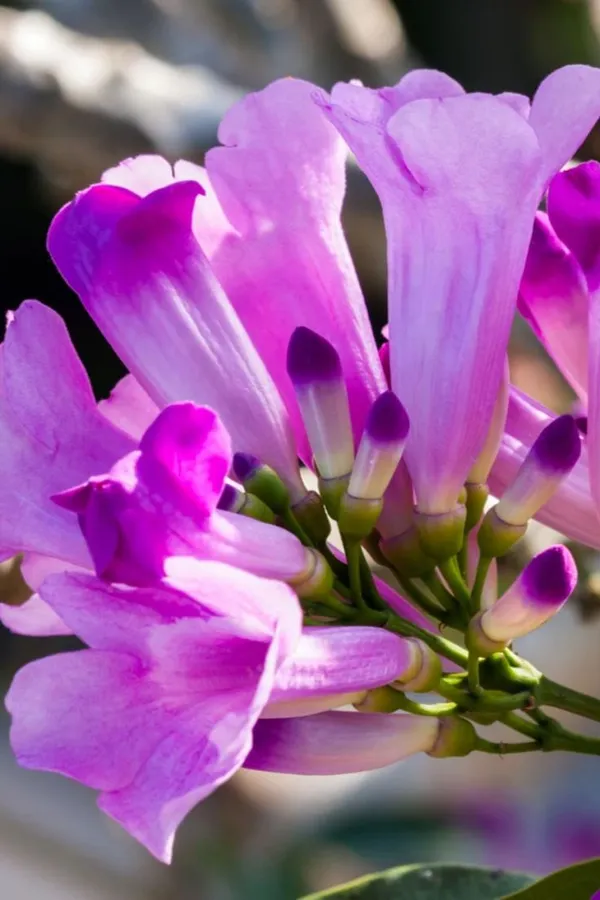 Garlic_Vine_Flower_For_Balcony_And_Roof_By_Green_Bagicha