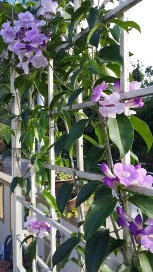 Garlic_Vine_Flower_For_Balcony_And_Roof_By_Green_Bagicha