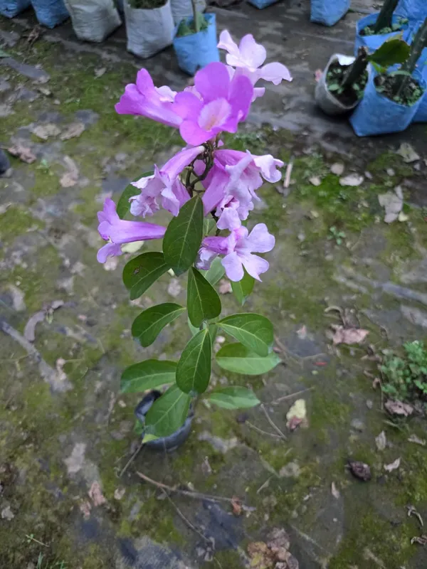 Garlic_Vine_Flower_For_Balcony_And_Roof_By_Green_Bagicha