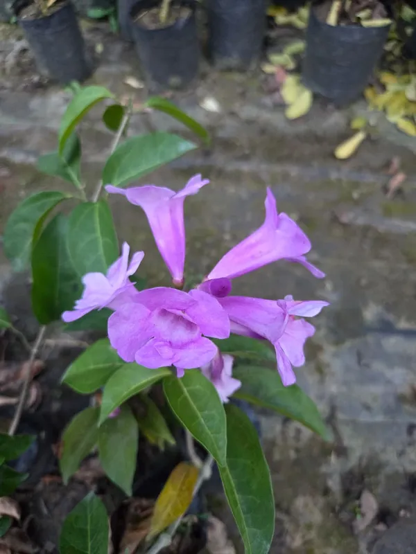 Garlic_Vine_Flower_For_Balcony_And_Roof_By_Green_Bagicha