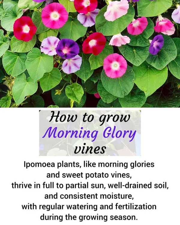 Glory_Beautiful_Mixed_Colour_Morning_Glory_Ipomoea