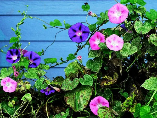 Glory_Beautiful_Mixed_Colour_Morning_Glory_Ipomoea