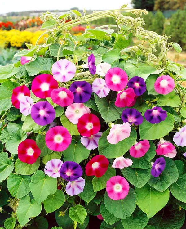 Glory_Beautiful_Mixed_Colour_Morning_Glory_Ipomoea