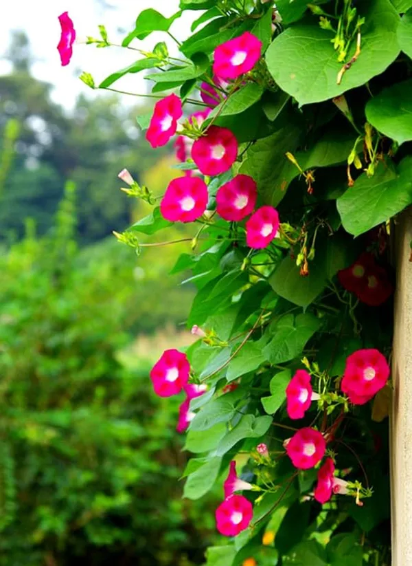 Glory_Beautiful_Mixed-Colour_Morning_Glory_(Ipomoea)