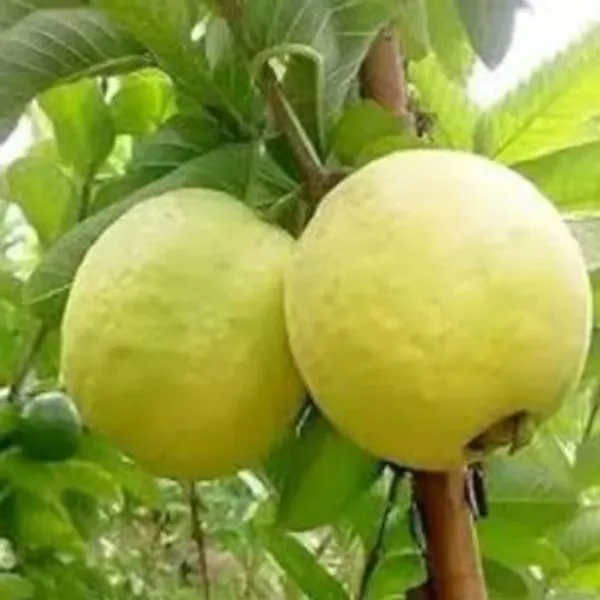 Golden_8_Guava_Plant_Thai_Variety_Grafted_Fruit_Plant_Sweet_Yellow_Amrood_Tree_Fast_Growing_Home_Garden_Plant