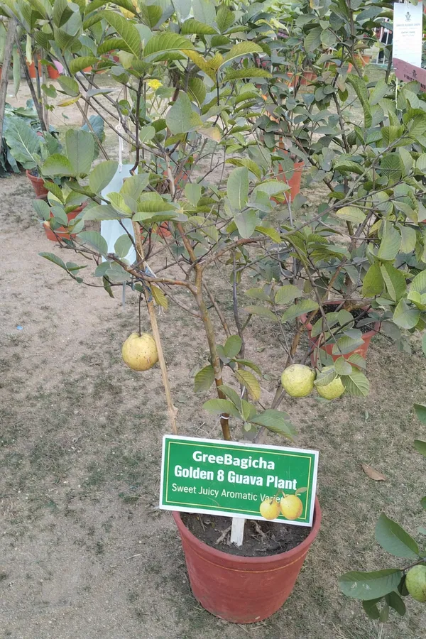 Golden_8_Guava_Plant_(Thai_Variety)_Grafted_Fruit_Plant_|_Sweet_Yellow_Amrood_Tree_|_Fast_Growing_Home_Garden_Plant