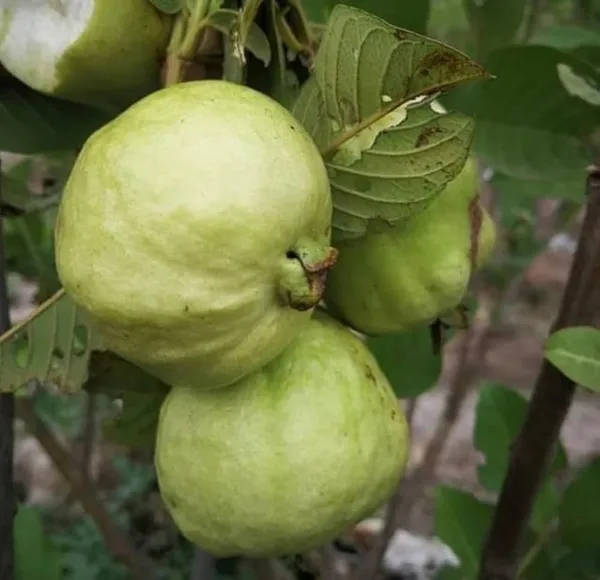 Golden_8_Guava_Plant_Thai_Variety_Grafted_Fruit_Plant_Sweet_Yellow_Amrood_Tree_Fast_Growing_Home_Garden_Plant