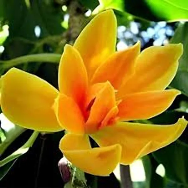 Golden_Swarna_Chapa_Flower_Plant