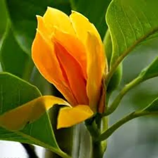 Golden_Swarna_Chapa_Flower_Plant