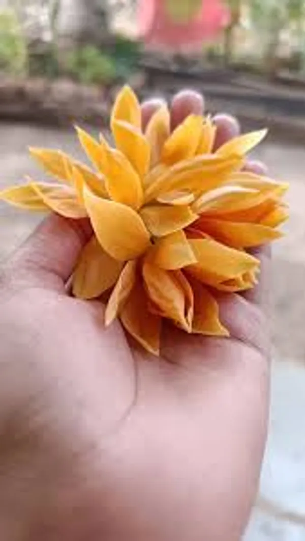 Golden_Swarna_Chapa_Flower_Plant