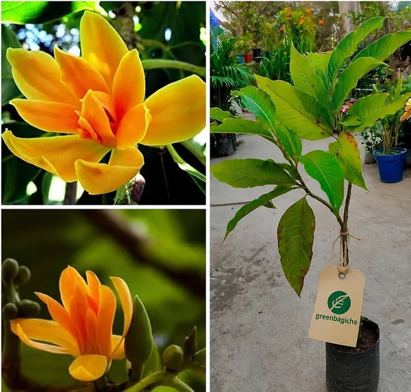 Golden_Swarna_Chapa_Flower_Plant