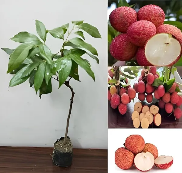 Grafted_Seedless_Litchi_Plant_Live_|_Premium_Sweet_Seedless_Litchi_Fruit_Plant