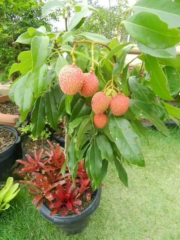 Grafted_Seedless_Litchi_Plant_Live_Premium_Sweet_Seedless_Litchi_Fruit_Plant