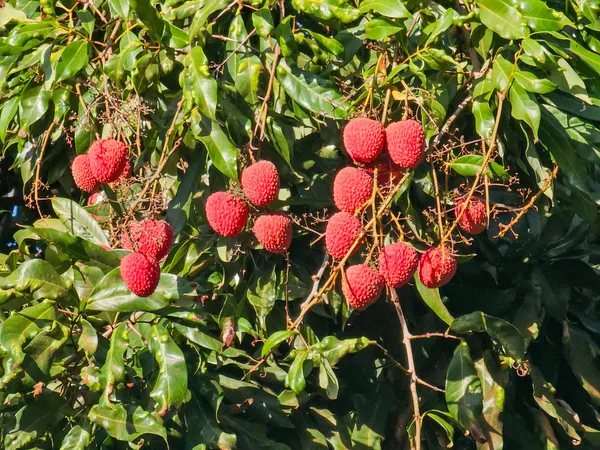 Grafted_Seedless_Litchi_Plant_Live_Premium_Sweet_Seedless_Litchi_Fruit_Plant