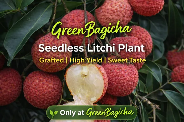 Grafted_Seedless_Litchi_Plant_Live_|_Premium_Sweet_Seedless_Litchi_Fruit_Plant