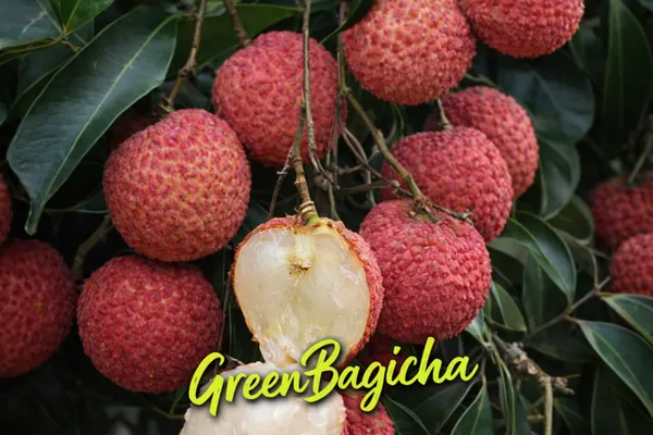 Grafted_Seedless_Litchi_Plant_Live_|_Premium_Sweet_Seedless_Litchi_Fruit_Plant