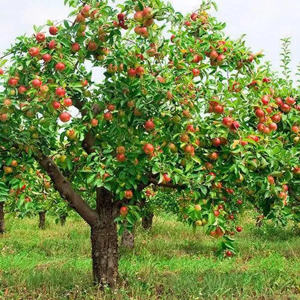 Green_Bagicha_Apple_HR99_Grafted_Plant_–_High_Yield_Premium_Variety_|_Fast_Growing_|_Live_Healthy_Plant
