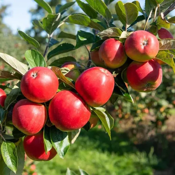 Green_Bagicha_Apple_HR99_Grafted_Plant_–_High_Yield_Premium_Variety_|_Fast_Growing_|_Live_Healthy_Plant