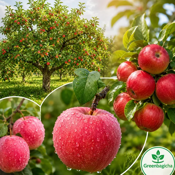 Green_Bagicha_Apple_HR99_Grafted_Plant_–_High_Yield_Premium_Variety_|_Fast_Growing_|_Live_Healthy_Plant