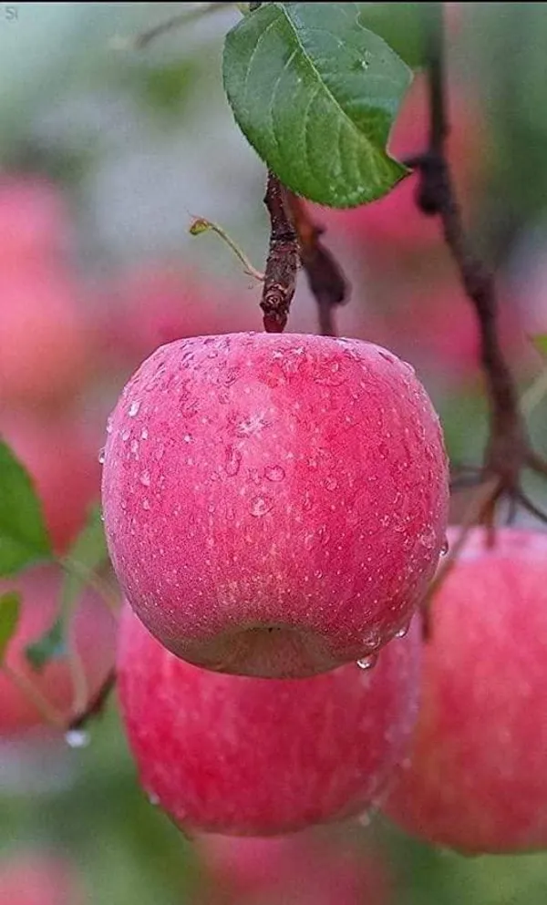 Green_Bagicha_Apple_HR99_Grafted_Plant_–_High_Yield_Premium_Variety_|_Fast_Growing_|_Live_Healthy_Plant