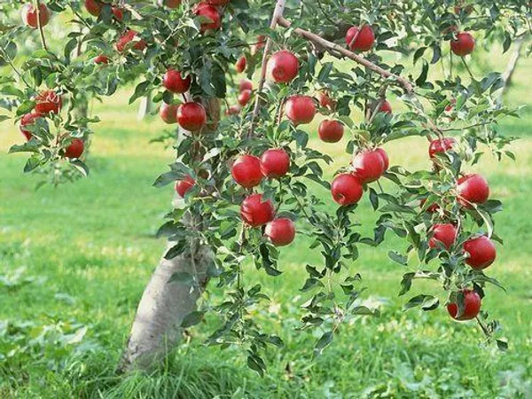 Green_Bagicha_Apple_HR99_Grafted_Plant_–_High_Yield_Premium_Variety_|_Fast_Growing_|_Live_Healthy_Plant