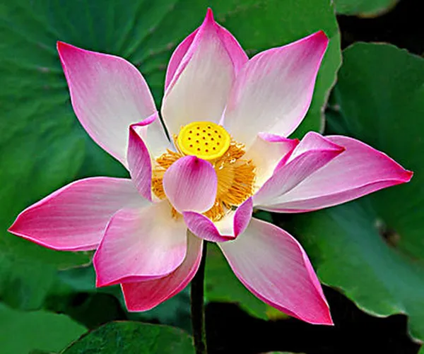 Green_Bagicha_Premium_Lotus_Tuber_Combo_Pack_of_3_|_Peach,_Pink_&_Red_White_Lotus