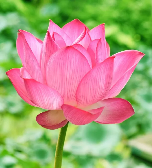 Green_Bagicha_Premium_Lotus_Tuber_Combo_Pack_of_3_|_Peach,_Pink_&_Red_White_Lotus