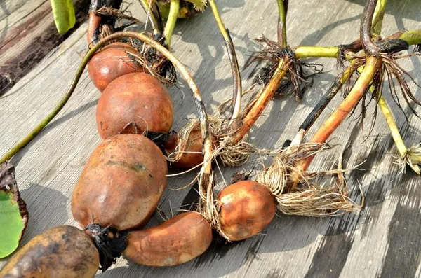 Green_Bagicha_Premium_Lotus_Tuber_Combo_Pack_of_3_|_Peach,_Pink_&_Red_White_Lotus