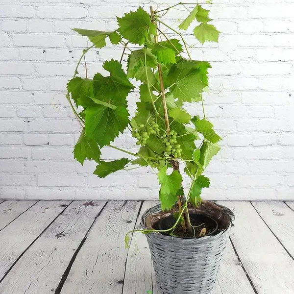 Green_Grape_And_Red_Grape_Plant_Combo_Pack_Of_2_Fruit_Plants_For_Home_Garden