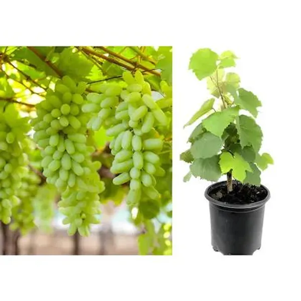 Green_Grape_And_Red_Grape_Plant_Combo_Pack_Of_2_Fruit_Plants_For_Home_Garden