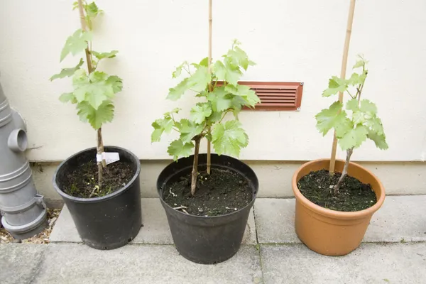 Green_Grape_And_Red_Grape_Plant_Combo_Pack_Of_2_Fruit_Plants_For_Home_Garden