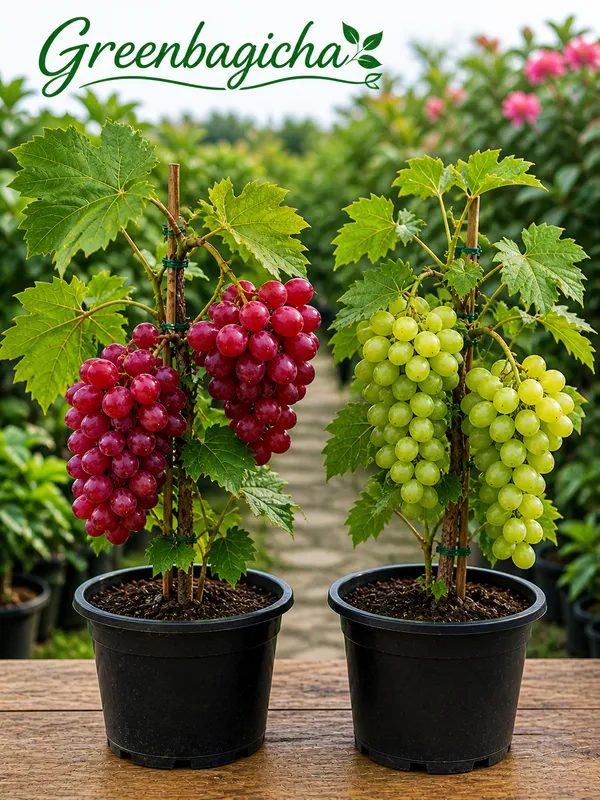 Green_Grape_&_Red_Grape__Plant_Combo_Pack_of_2_|_Fruit_Plants_for_Home_Garden