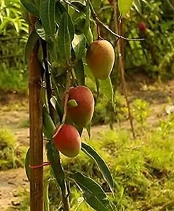Sweet_Pusa_Surya_Mango_Plant_Grafted_High_Yielding_Variety