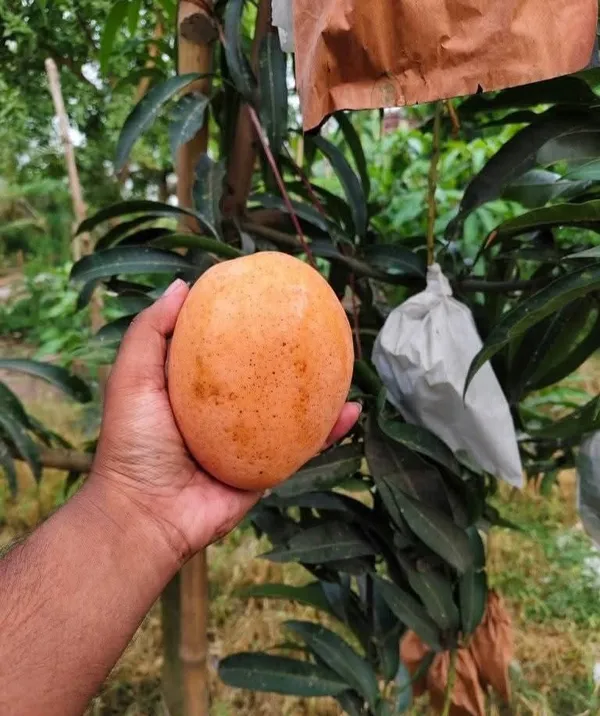 Sweet_Pusa_Surya_Mango_Plant_Grafted_High_Yielding_Variety