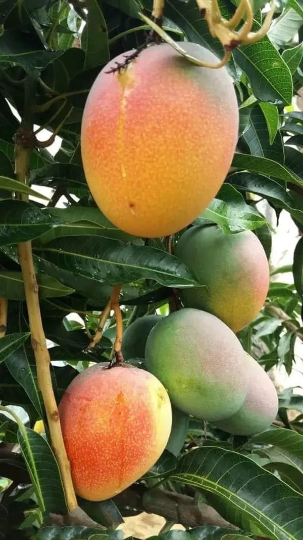 Sweet_Pusa_Surya_Mango_Plant_Grafted_High_Yielding_Variety