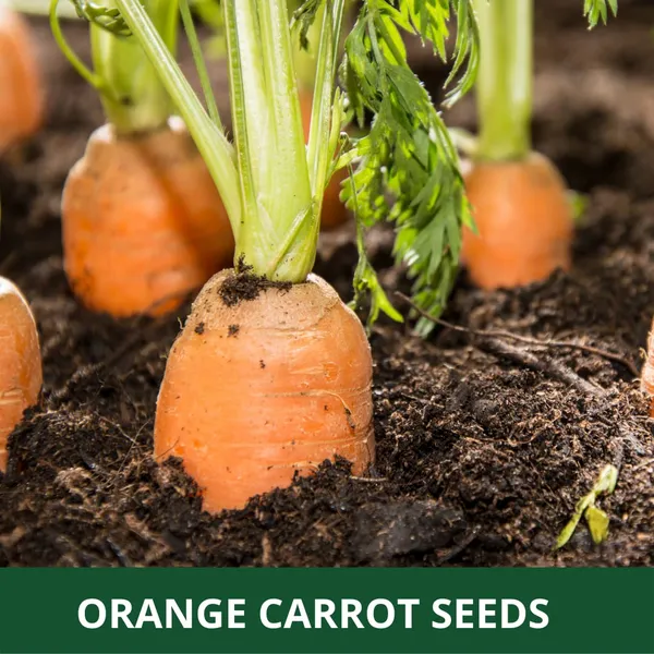 50_Grams_Orange_Carrot_Planting_Seeds_Ideal_For_Both_Home_Gardening_Open_Farming_And_Poly_Houses