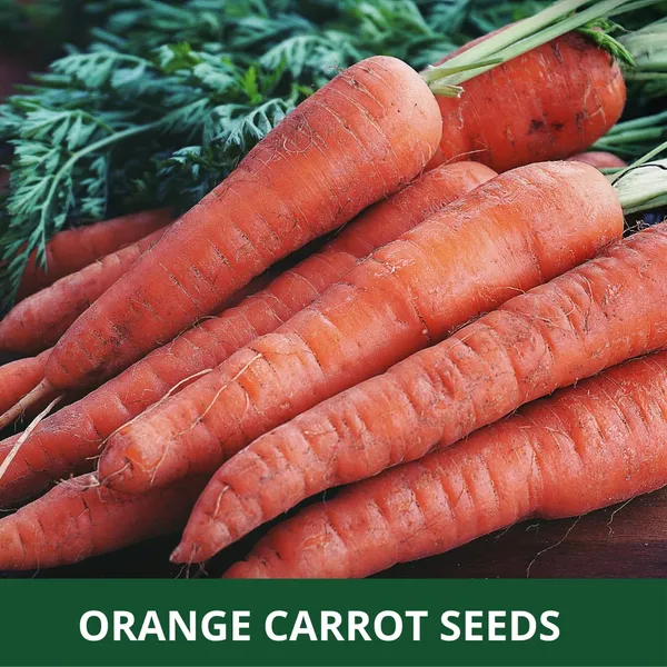 50_Grams_Orange_Carrot_Planting_Seeds_Ideal_For_Both_Home_Gardening_Open_Farming_And_Poly_Houses
