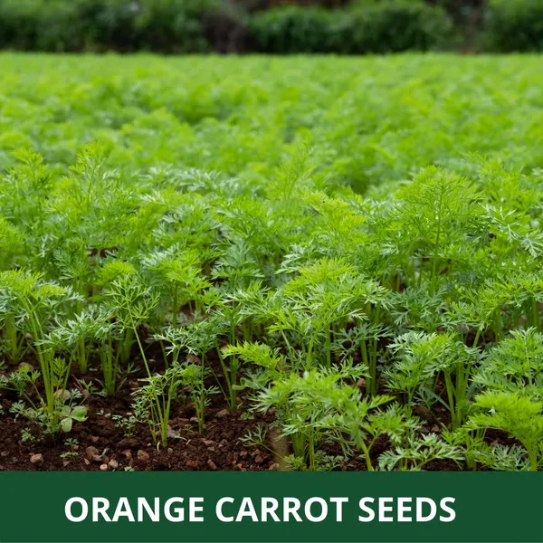 50_Grams_Orange_Carrot_Planting_Seeds_Ideal_For_Both_Home_Gardening_Open_Farming_And_Poly_Houses
