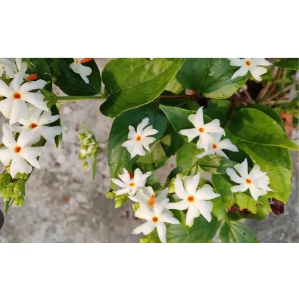 Parijat_Shuli_Plant_for_home_gardening