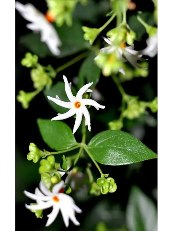 Greenbagicha_Jasmine_Parijat_Shuli