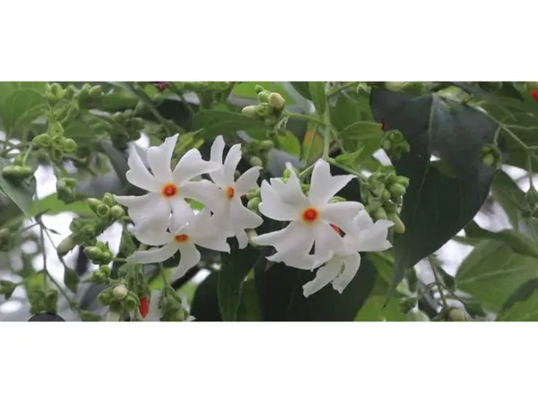 Parijat_Shuli_Plant_for_home_gardening