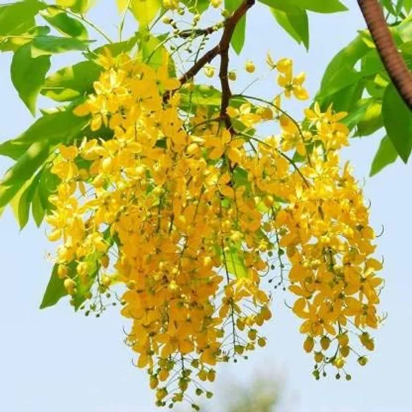 Greenbagicha_Special_Amaltas