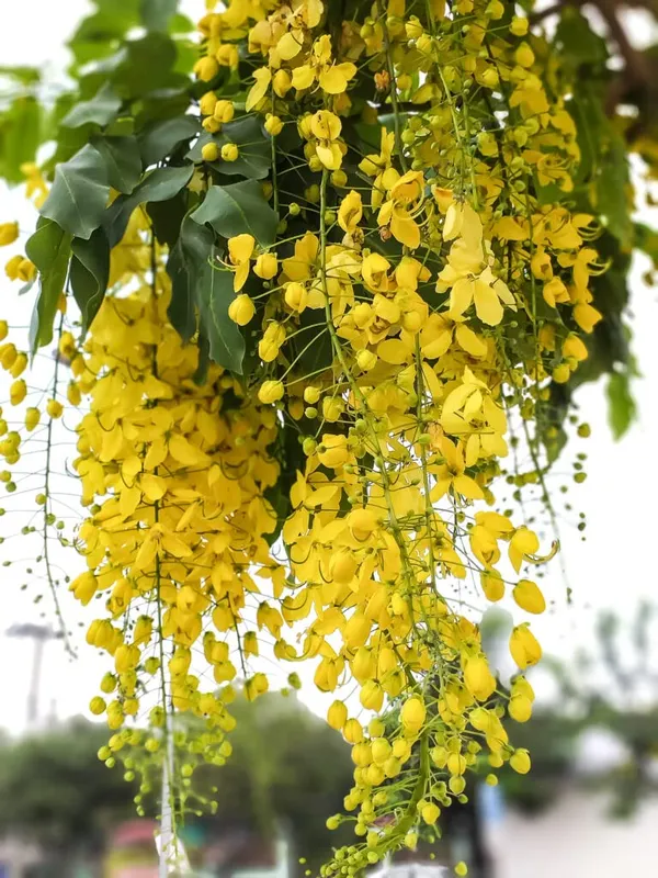 Amaltas_plant_|_Golden_Shower_Tree
