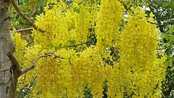 Amaltas_plant_|_Golden_Shower_Tree