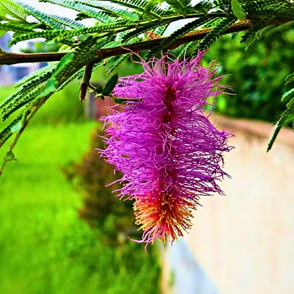 Shami_Flower_Plant